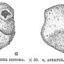 Image of Ammosphaeroidina distoma Cushman 1910