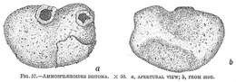 Imagem de Ammosphaeroidina distoma Cushman 1910
