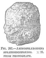 Imagem de Ammosphaeroidina sphaeroidiniformis (Brady 1884)