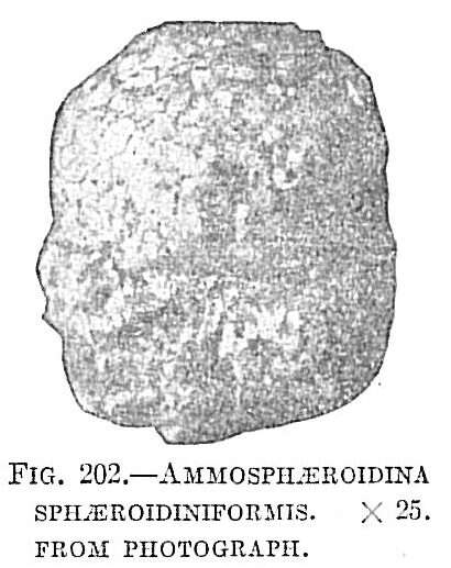 Imagem de Ammosphaeroidina sphaeroidiniformis (Brady 1884)