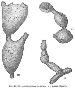 Image of Retaria