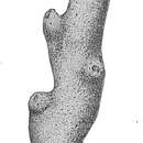 Image of Aschemonella ramuliformis Brady 1884