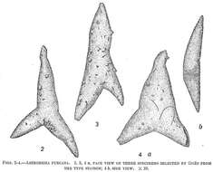 Image of Astrorhiza furcata Goës 1896