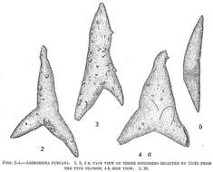 Image of Astrorhiza Sandahl 1858
