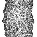 Image of Astrorhiza granulosa (Brady 1879)