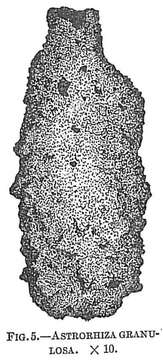 Image de Astrorhiza granulosa (Brady 1879)