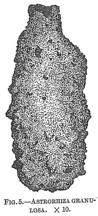 Image of Astrorhiza granulosa (Brady 1879)