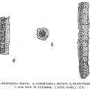 Image of Astrorhiza tenuis Goës 1896
