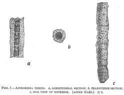 Image of Astrorhiza tenuis Goës 1896