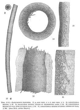 Image of Bathysiphon filiformis Sars 1872