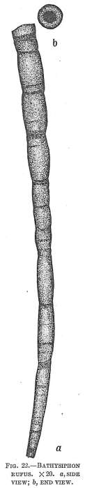 Image of Bathysiphon rufus Folin 1886