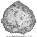 Image of Crithionina rugosa Goës 1896