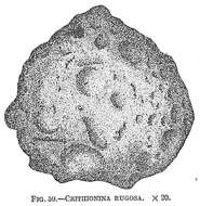 Crithionina rugosa Goës 1896的圖片