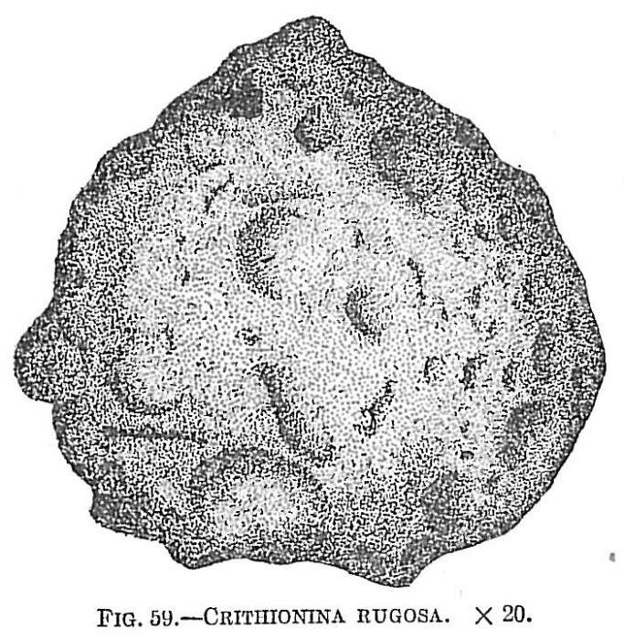 Crithionina rugosa Goës 1896的圖片