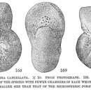 Imagem de Cyclammina cancellata Brady 1879