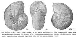Image de Cyclammina cancellata Brady 1879