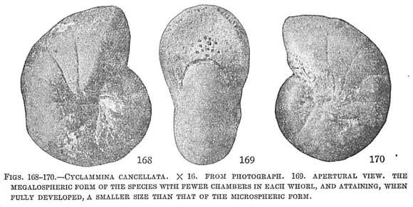 Image of Cyclammina cancellata Brady 1879