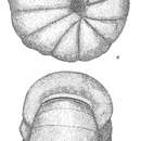 Image of Cyclammina orbicularis Brady 1881