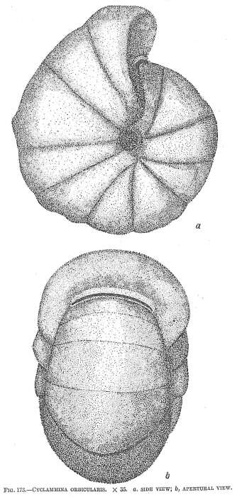 Image de Cyclammina orbicularis Brady 1881