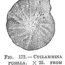 Image of Cyclammina pusilla Brady 1881