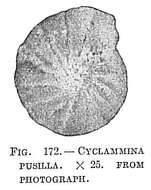 Image de Cyclammina pusilla Brady 1881