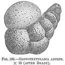 Image of Globotextularia anceps (Brady 1884)