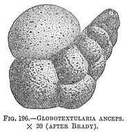 Image of Globotextularia anceps (Brady 1884)