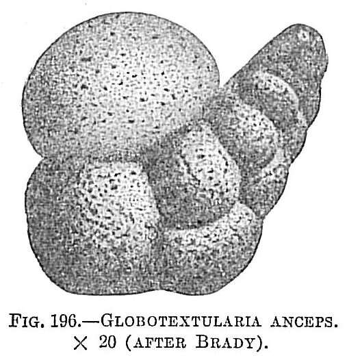 Image of Globotextularia anceps (Brady 1884)