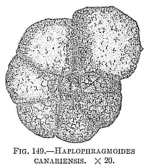 Слика од Haplophragmoides canariensis (d'Orbigny 1839)