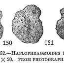 Image de Haplophragmoides emaciatus (Brady 1884)