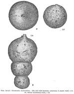 Image of Hormosina globulifera Brady 1879