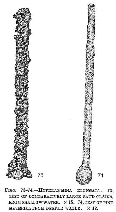 Image de Hyperammina elongata Brady 1878