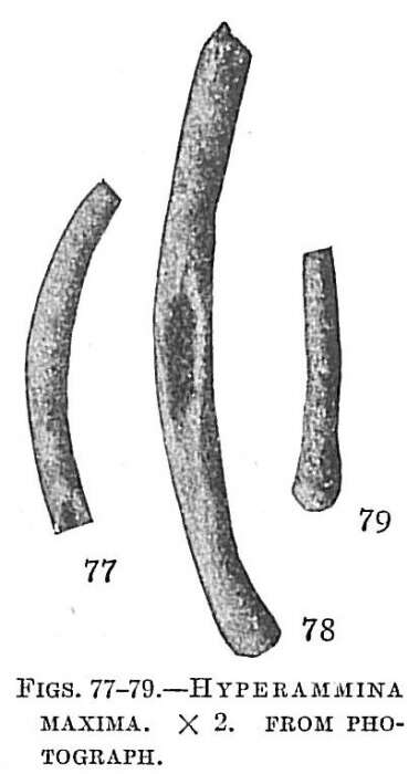 Image de Hyperammina maxima Cushman 1910