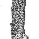 Image of Jaculella obtusa Brady 1882