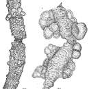 Image of Pelosina cylindrica Brady 1884