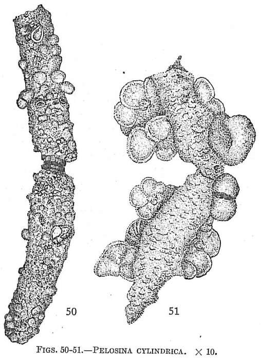Image of Pelosina cylindrica Brady 1884