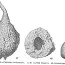 Image of Pelosina rotundata Brady 1879