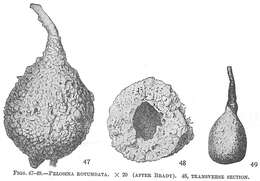 Plancia ëd Pelosina rotundata Brady 1879