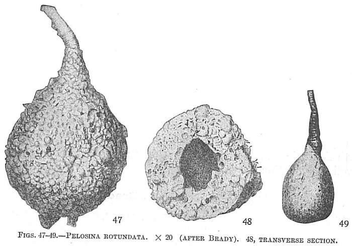 Image of Pelosina rotundata Brady 1879