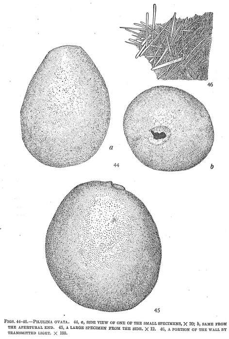 Image de Pilulina ovata Cushman 1910