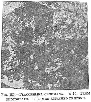 Image of Placopsilina cenomana d'Orbigny 1850