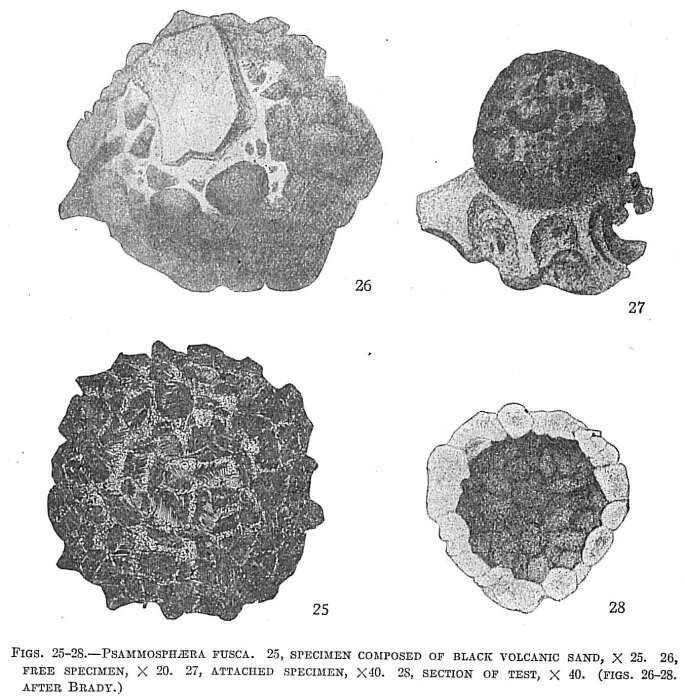 Image de Psammosphaera Schulze 1875