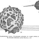 Image of Psammosphaera parva Flint 1899