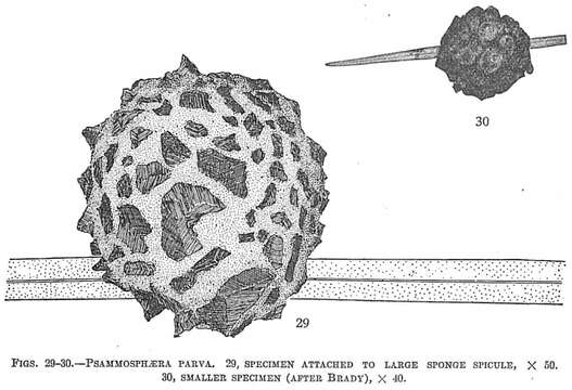 Image of Psammosphaera parva Flint 1899