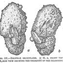 Sivun Reophax bilocularis Flint 1899 kuva