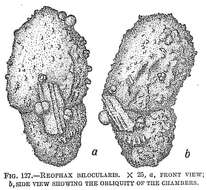 Image of Reophax bilocularis Flint 1899