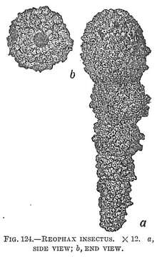 Reophax insectus Goës 1896的圖片