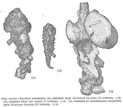 Image of Reophax scorpiurus Montfort 1808