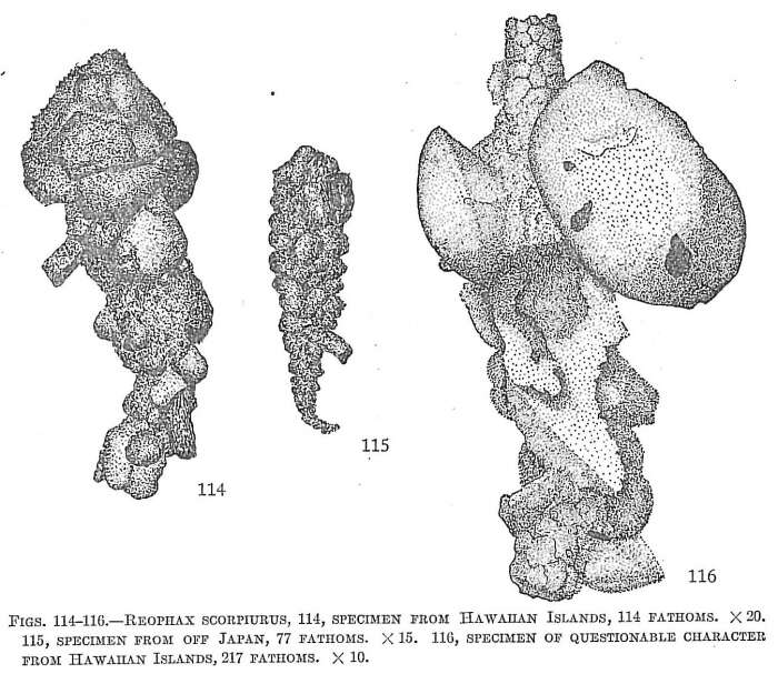 صورة Reophax scorpiurus Montfort 1808