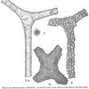 صورة Rhabdammina abyssorum Sars ex Carpenter 1869